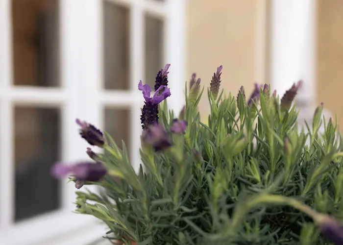 B&B Patio Des Reves - Charme Au Coeur Du Gers Aujan-Mournede